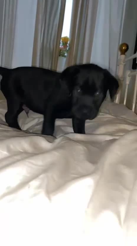 Labrador Retriever dogs for sale: Stunning homebred labs - Video 1