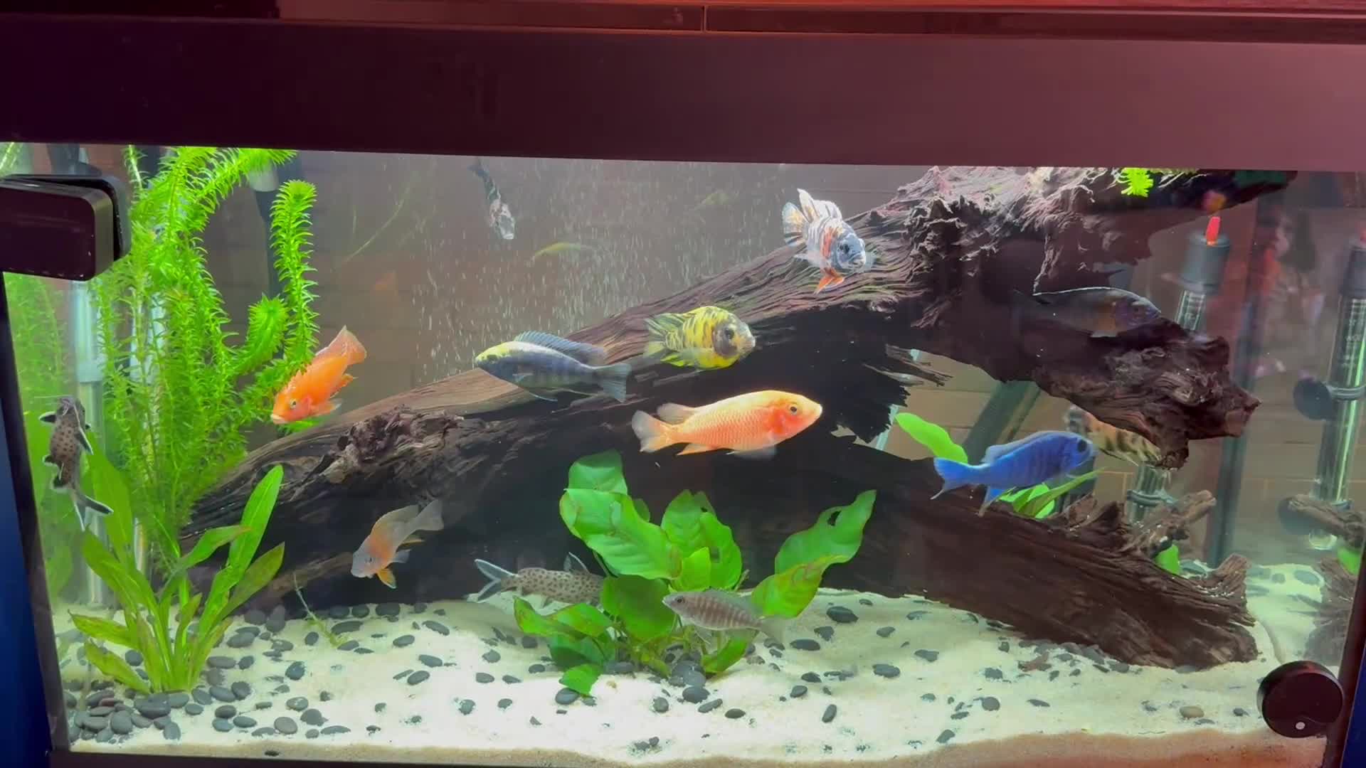 Cichlids fish for sale: Peacock Cichlid male tank set up - Video 1