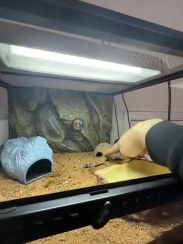 Leopard Gecko reptiles for sale: Leopard gecko  - Video 1