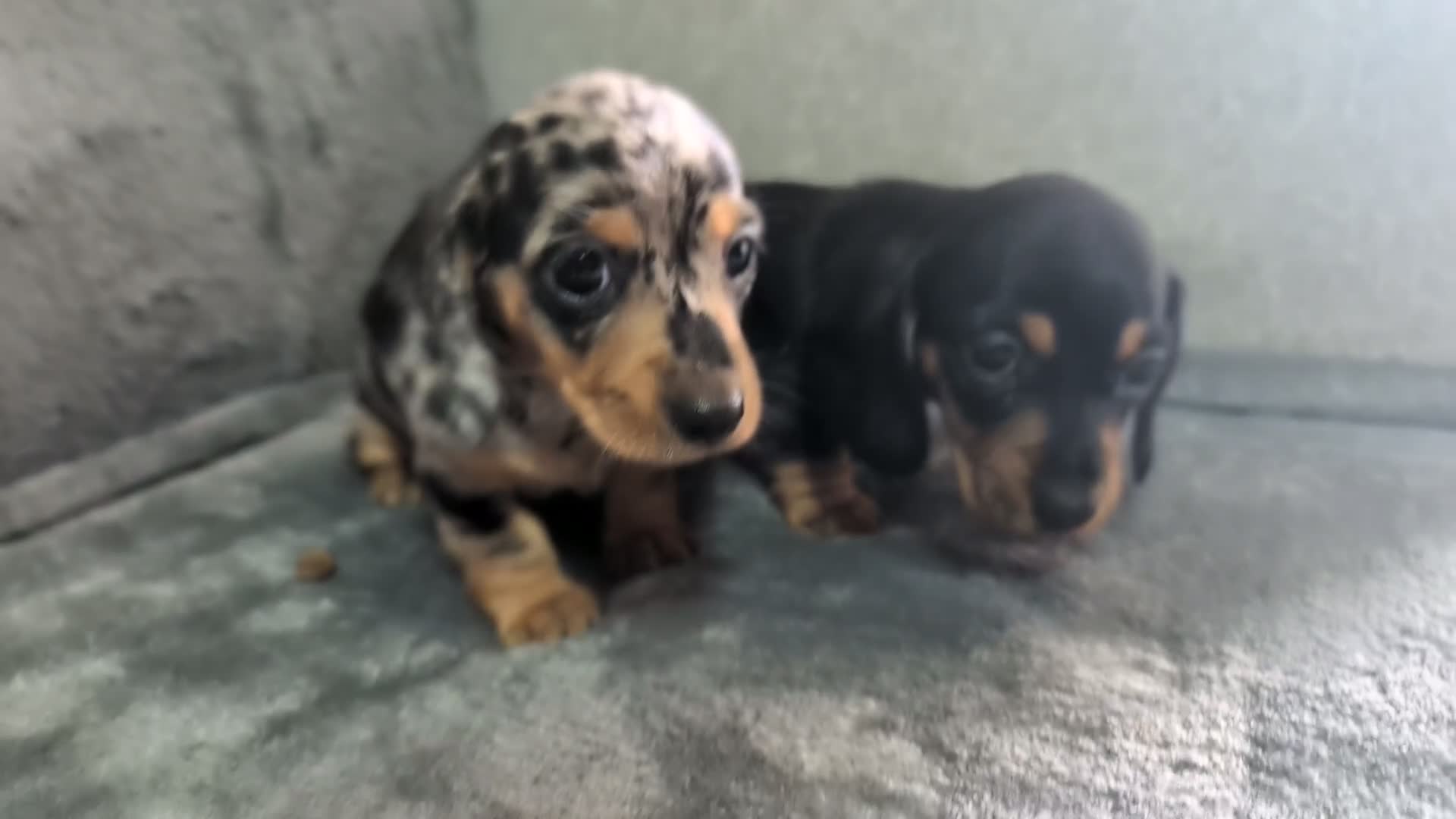 Dachshund dogs for sale: 2 Female miniature dachshund puppies - Video 1