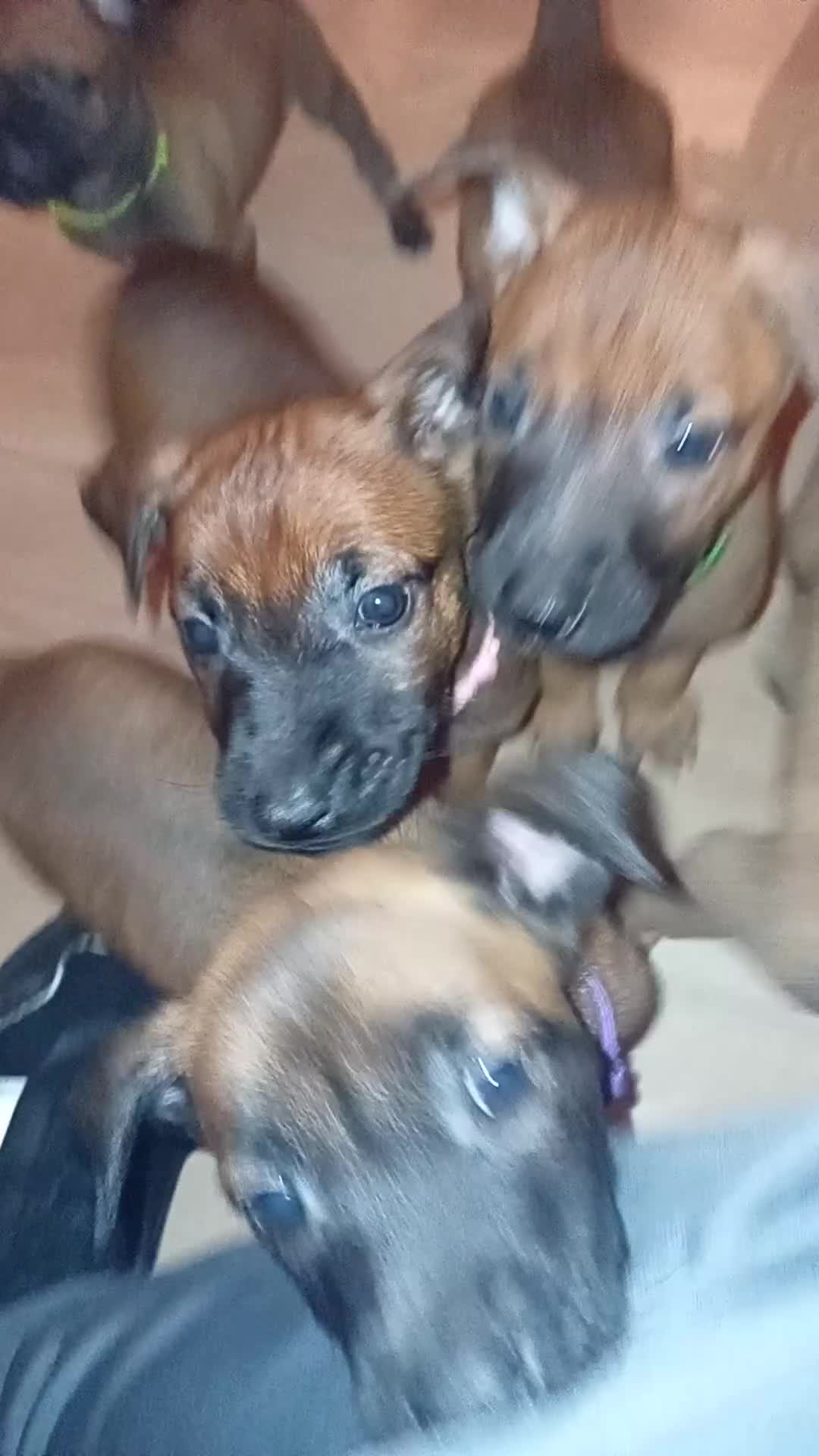 Belgian Shepherd Dog dogs for sale: 9 Belgian malinois  - Video 2