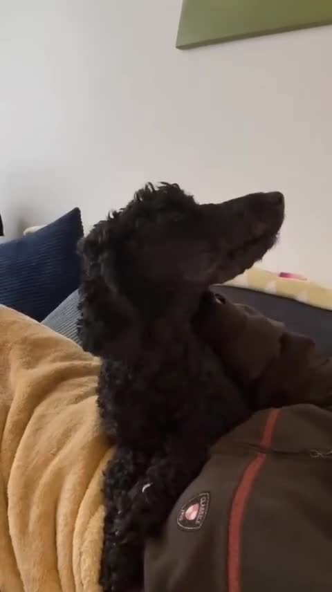 Miniature Poodle dogs for adoption: ❤️🐶 CHARLIE – Sweet, Lively Girl Ready for Home in Stoke-on-Trent - Video 2