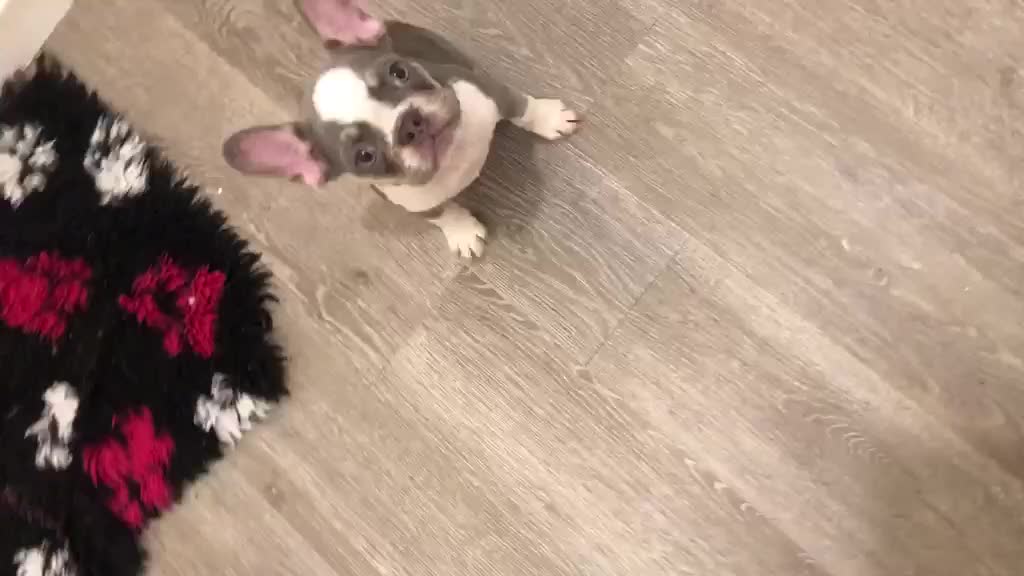 French Bulldog dogs for sale: ⭐ Last boy KC Registered Frenchies ⭐  - Video 1