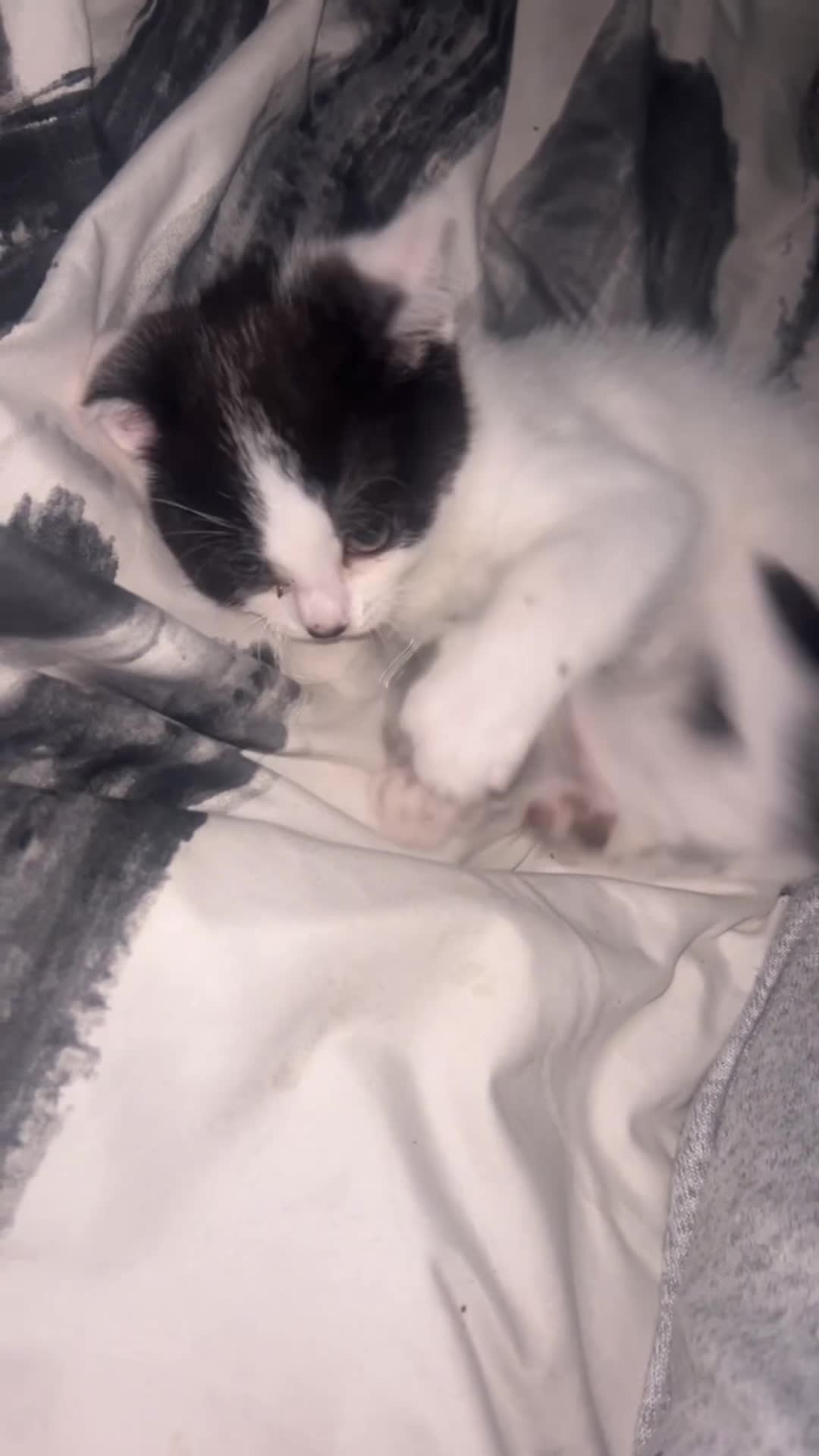 Mixed Breed cats for sale: 11 weeks  in Liverpool - Video 1