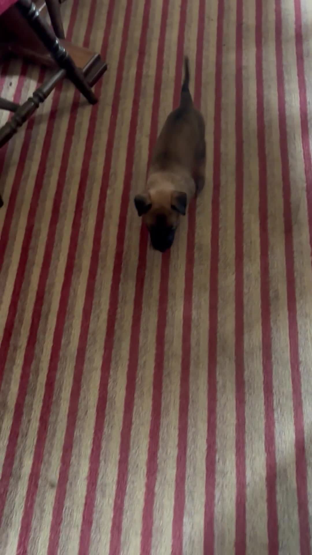 Belgian Shepherd Dog dogs for sale: Belgian Malinois Puppies  - Video 1