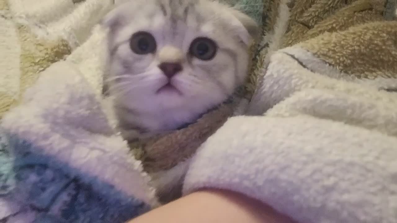 Scottish Fold cats for sale: Adorable Scottish fold kittens - Video 2