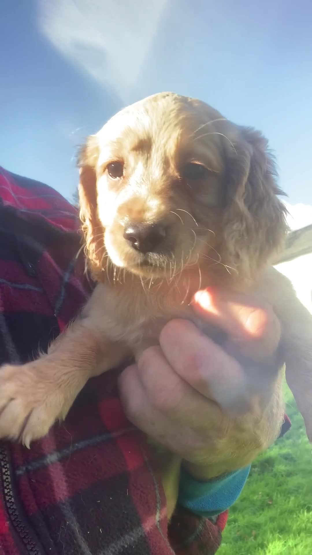 Sprocker dogs for sale: Stunning Sprocker pups - Video 1