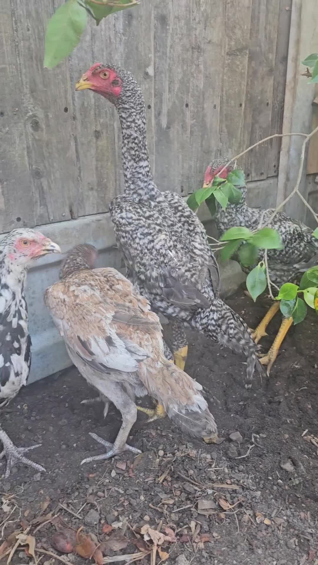 Chickens poultry for sale:  Beautiful Asil & Shmo breed in London - Video 1