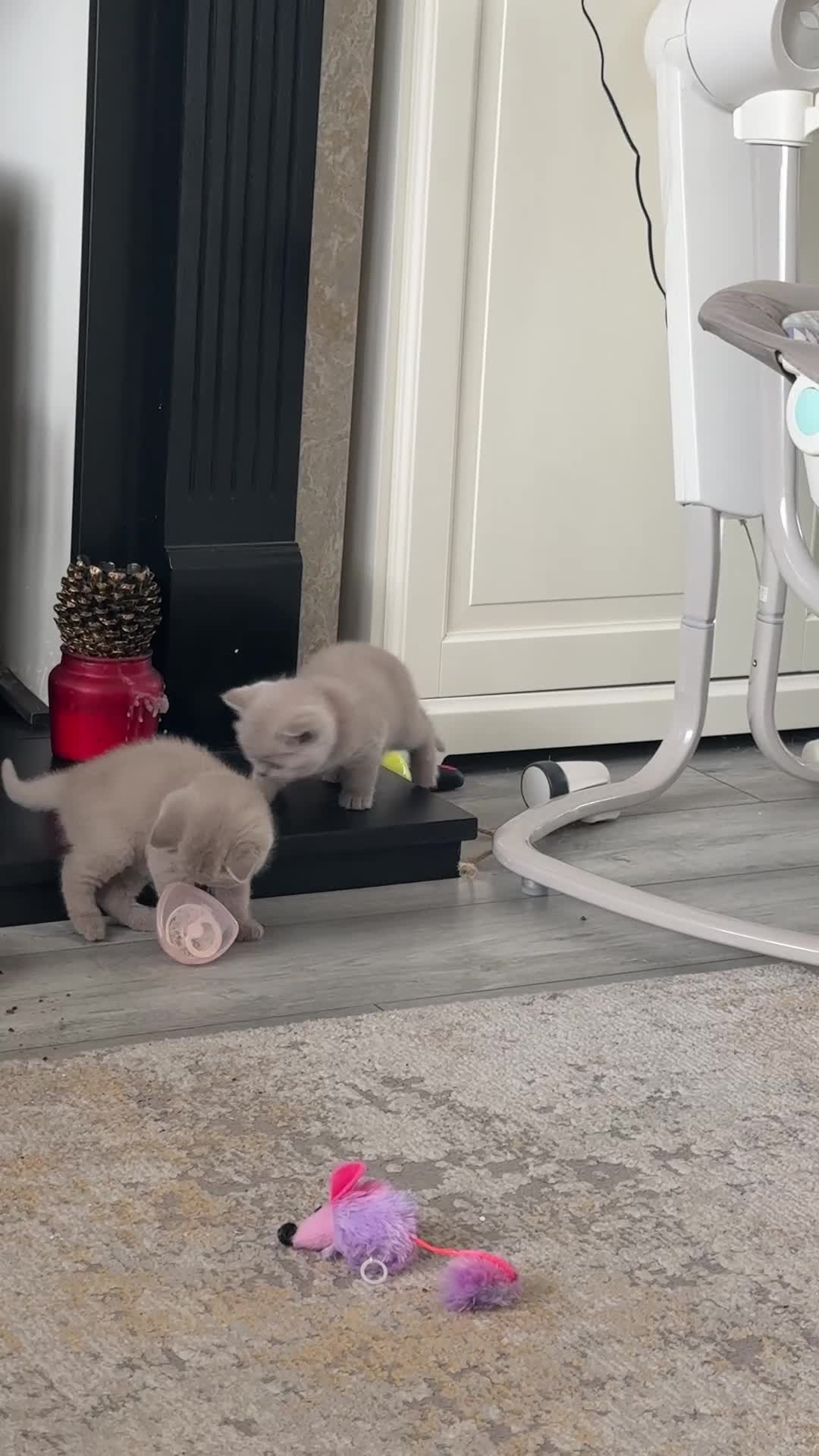 British Shorthair cats for sale: Lilac British shorthair GCCF registered - Video 1