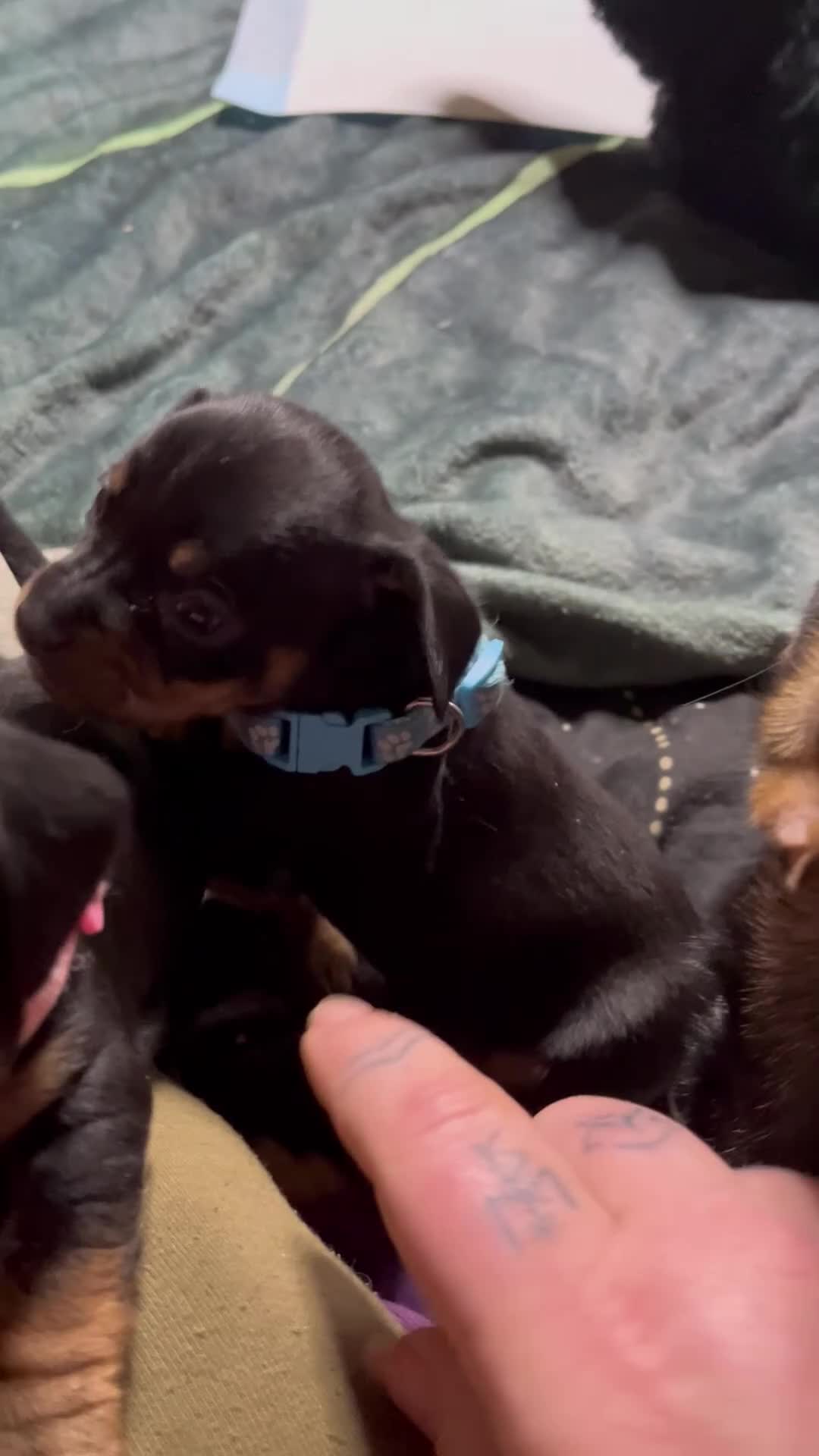 Mixed Breed dogs for sale: Stunning French’s Jack mum and dado dad pups - Video 1