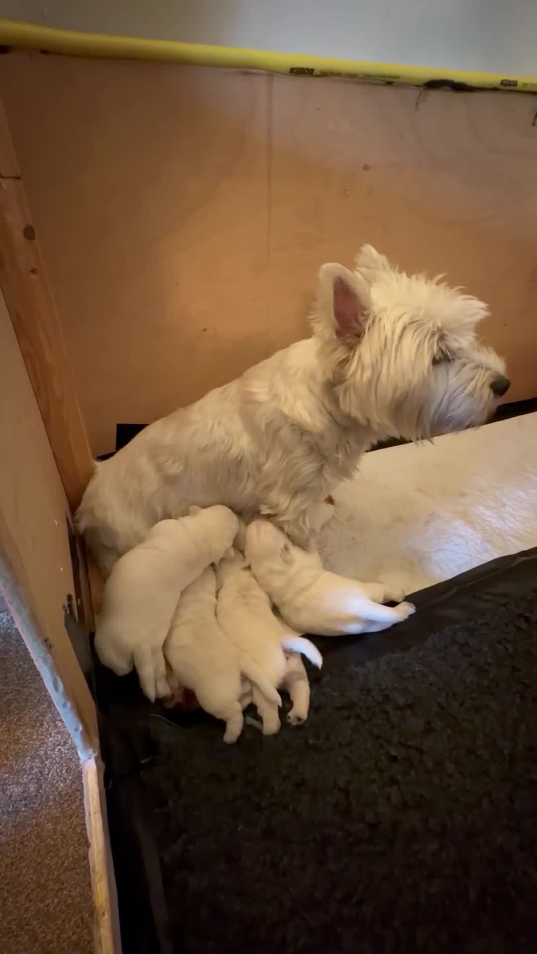 West Highland Terrier dogs for sale: West Highland puppy’s for sale - Video 1
