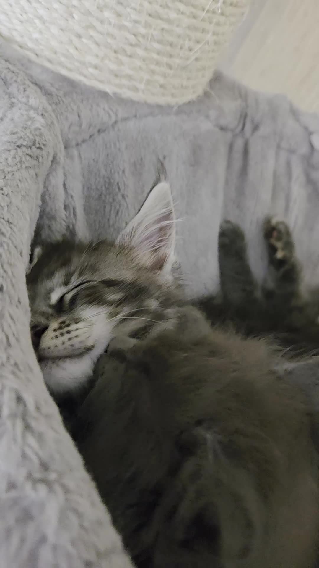 Maine Coon cats for sale: TICA REGISTERED MAINE COON KITTENS - Video 3
