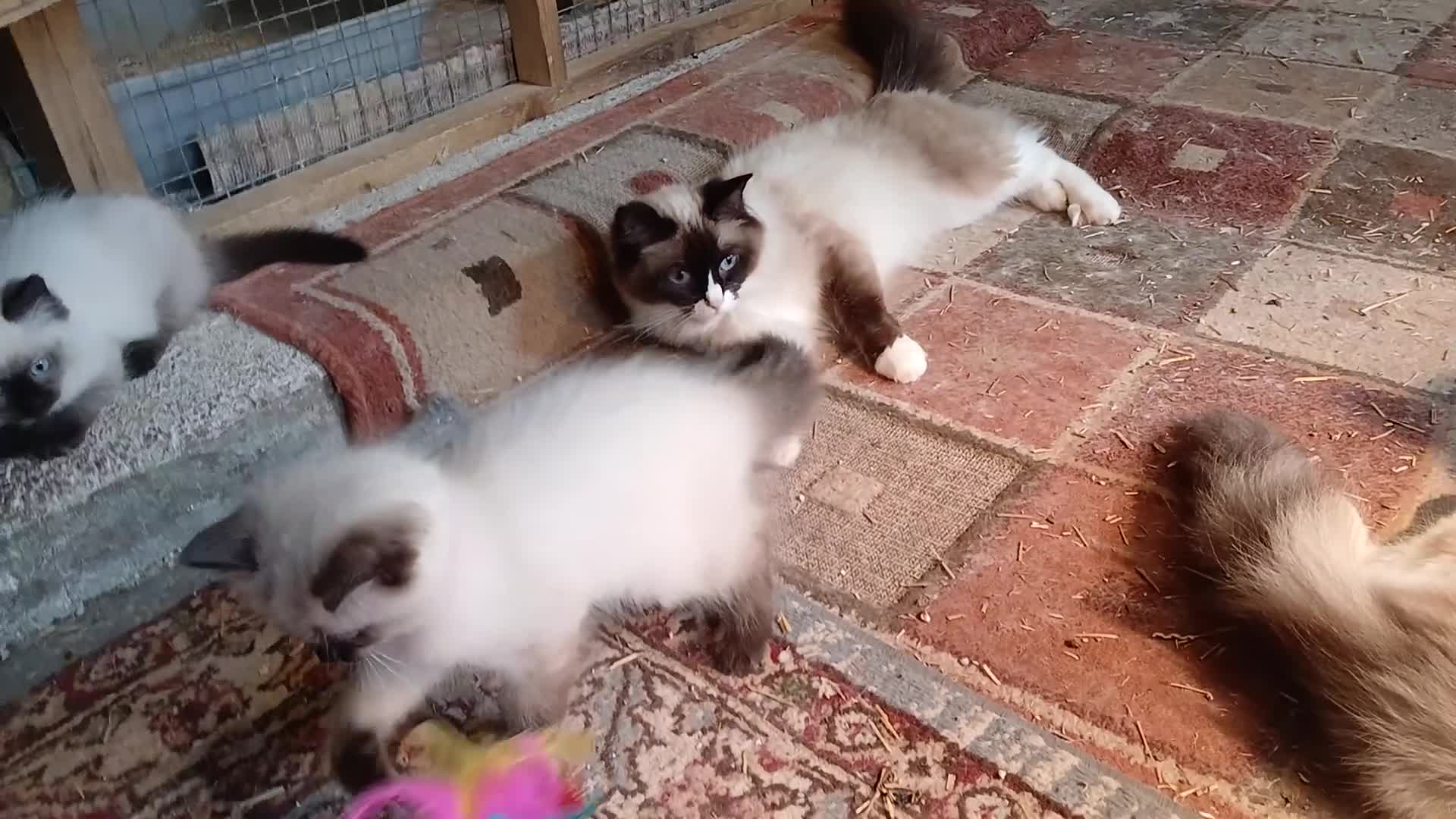 Ragdoll cats for sale: Female ragdoll kitten - Video 1