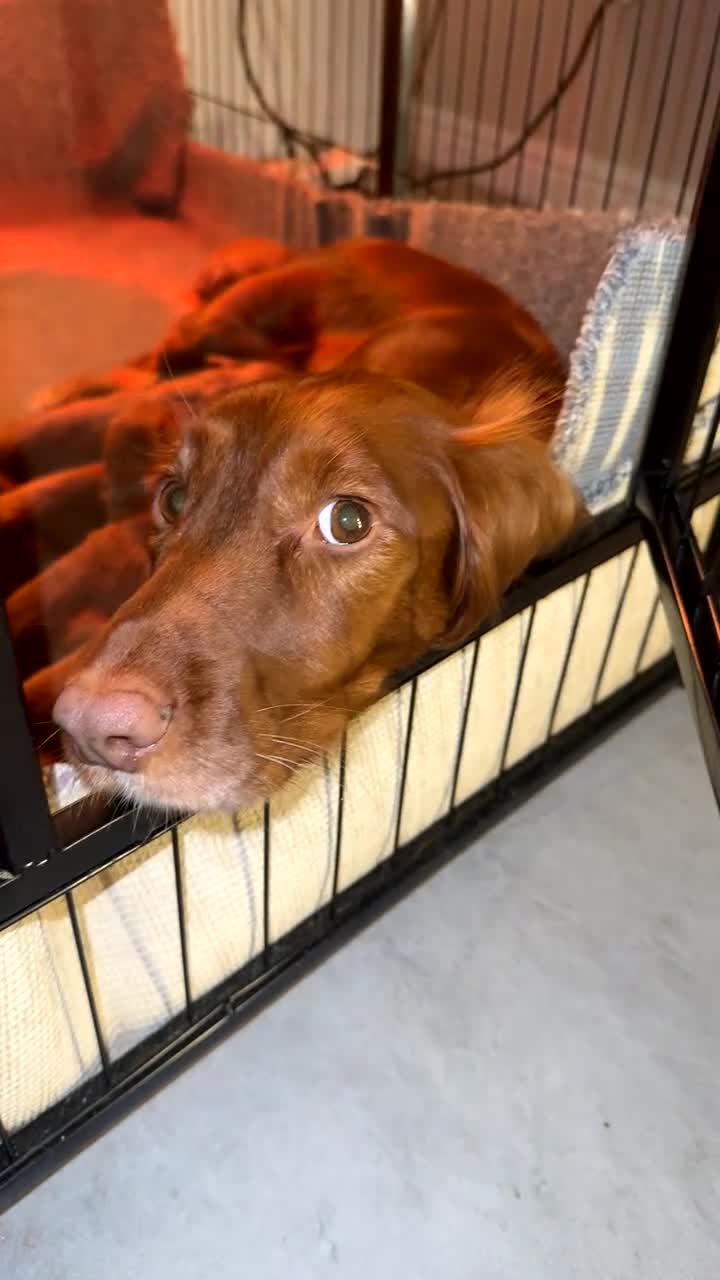 Cocker Spaniel dogs for sale: 🧡Fox Red WCS🧡 - Video 2