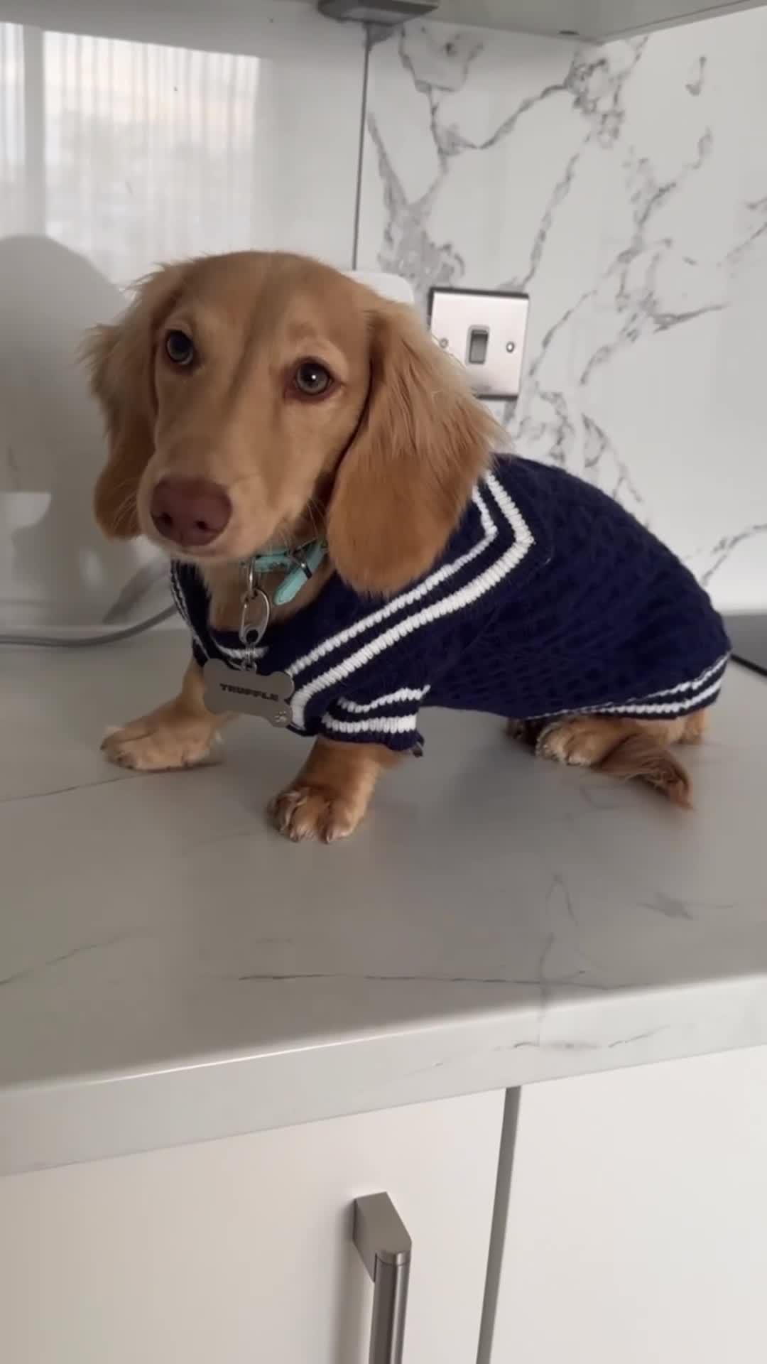 Miniature Dachshund dogs for sale: 9 Month Old Cream long haired Boy (Rehoming) - Video 5