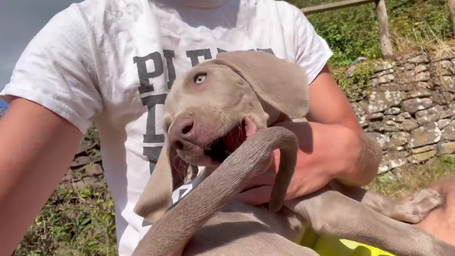 Weimaraner dogs for sale: Handsome male KC Registered Weimaraner pups  - Video 1