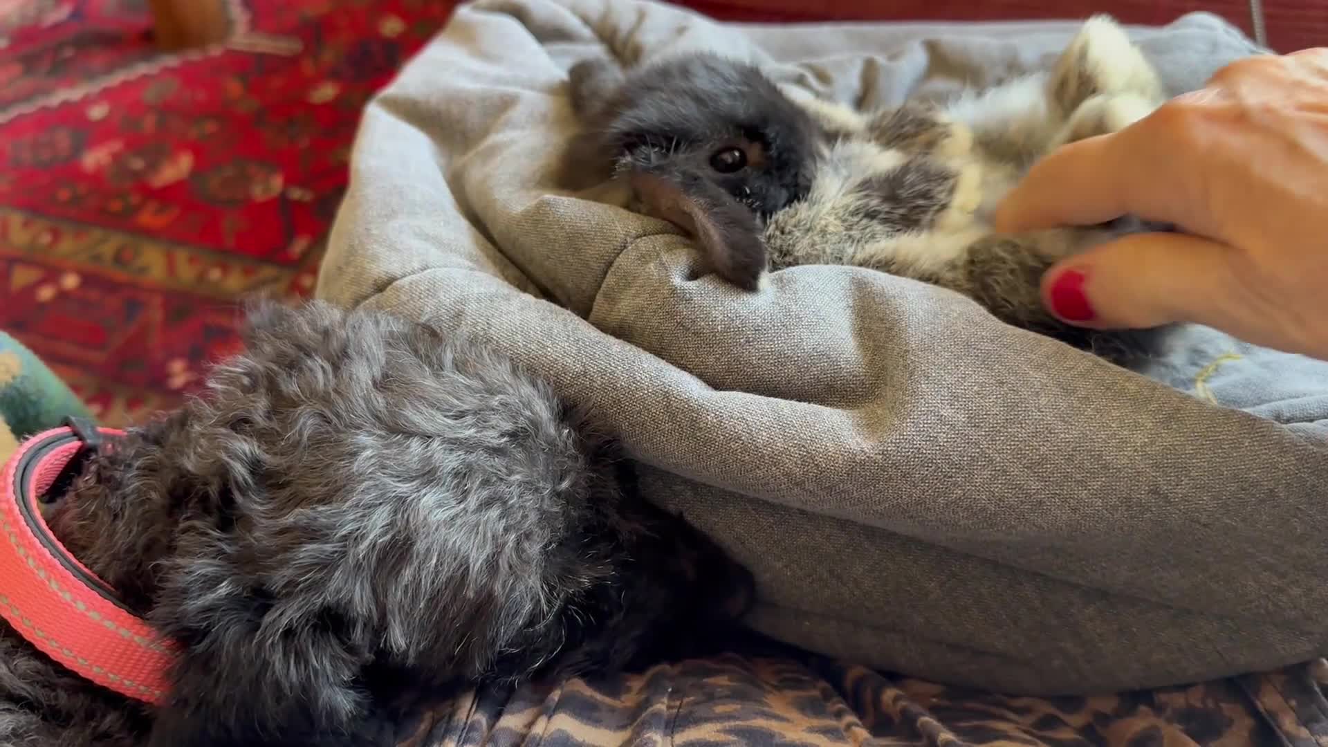 Mini Lop rabbits for sale: Extremely well handled, laid back pure mini lops - Video 1