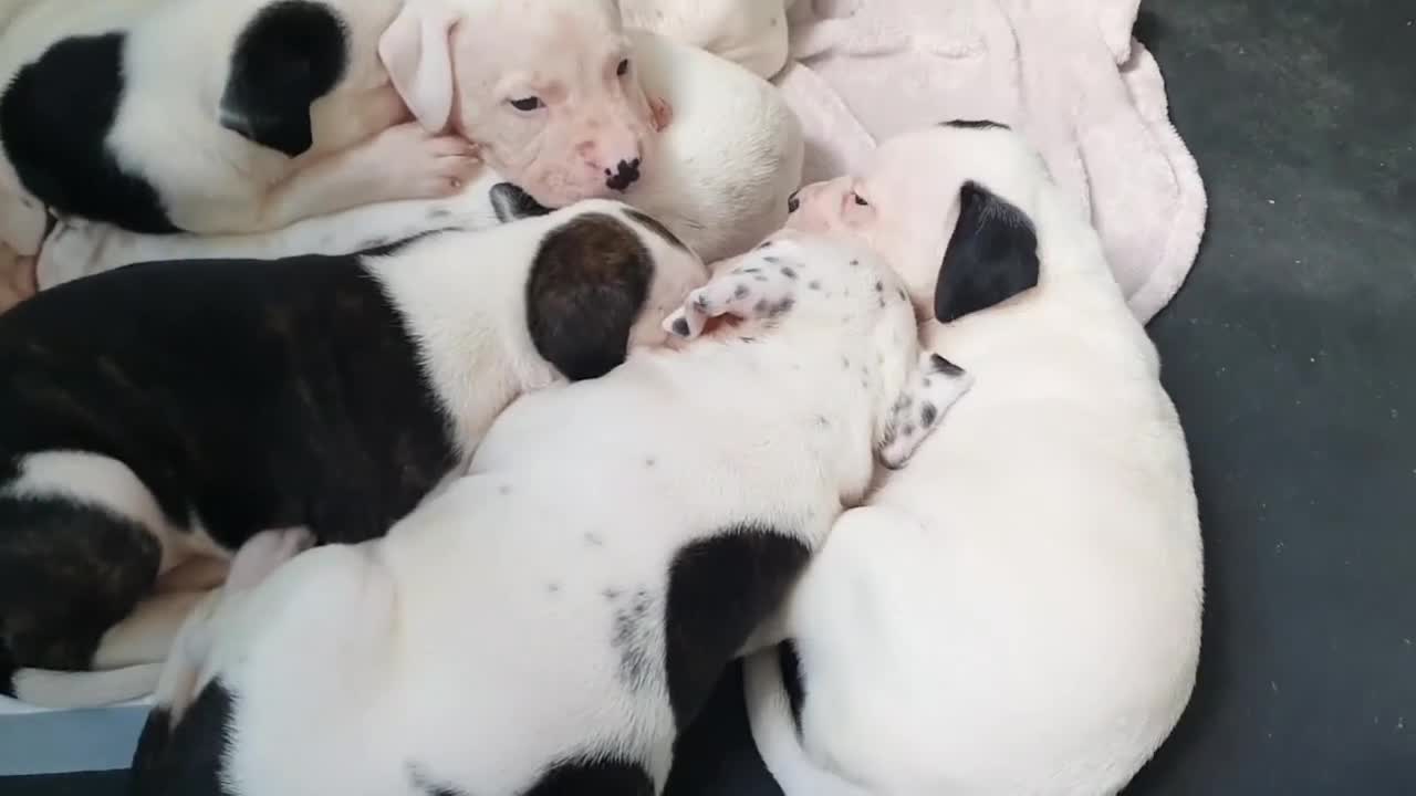 Mixed Breed dogs for sale: English/American Staffy Pups - Video 1