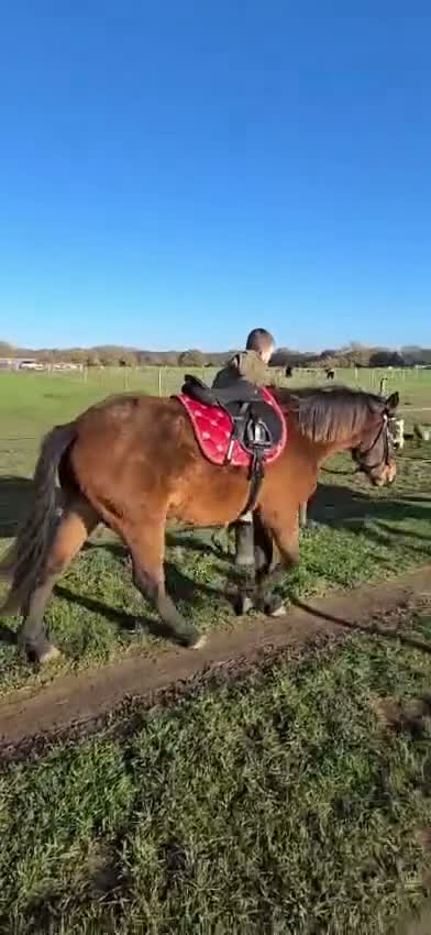 New Forest horses for sale: Beautiful Project horse - Video 3