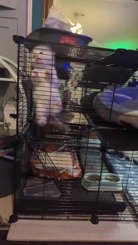 Ragdoll cats for sale: 3 PUREBREAD RAGDOLL KITTENS AVAILABLE - Video 1