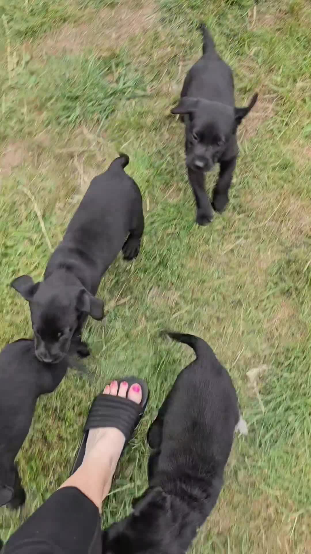 Labrador Retriever dogs for sale: KC Reg Labrador Puppies  - Video 1