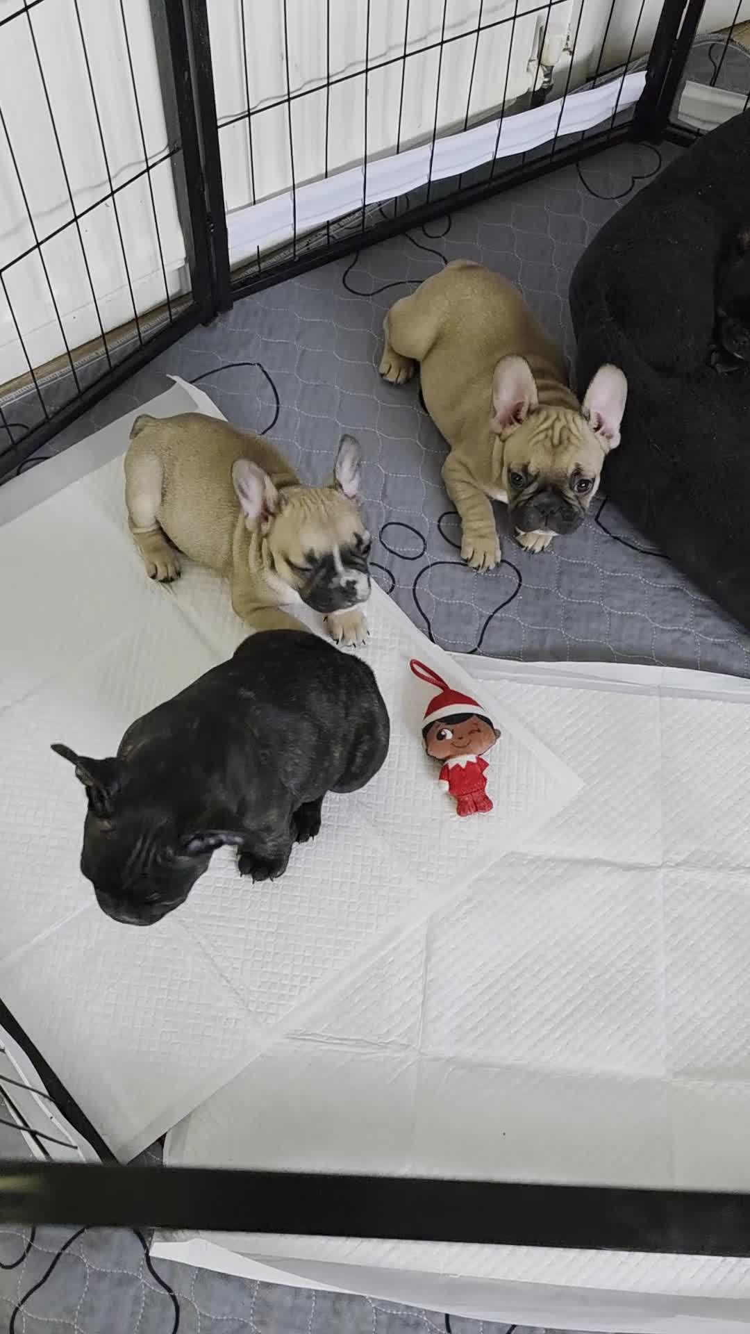 French Bulldog dogs for sale: Beautiful French bulldog  - Video 3