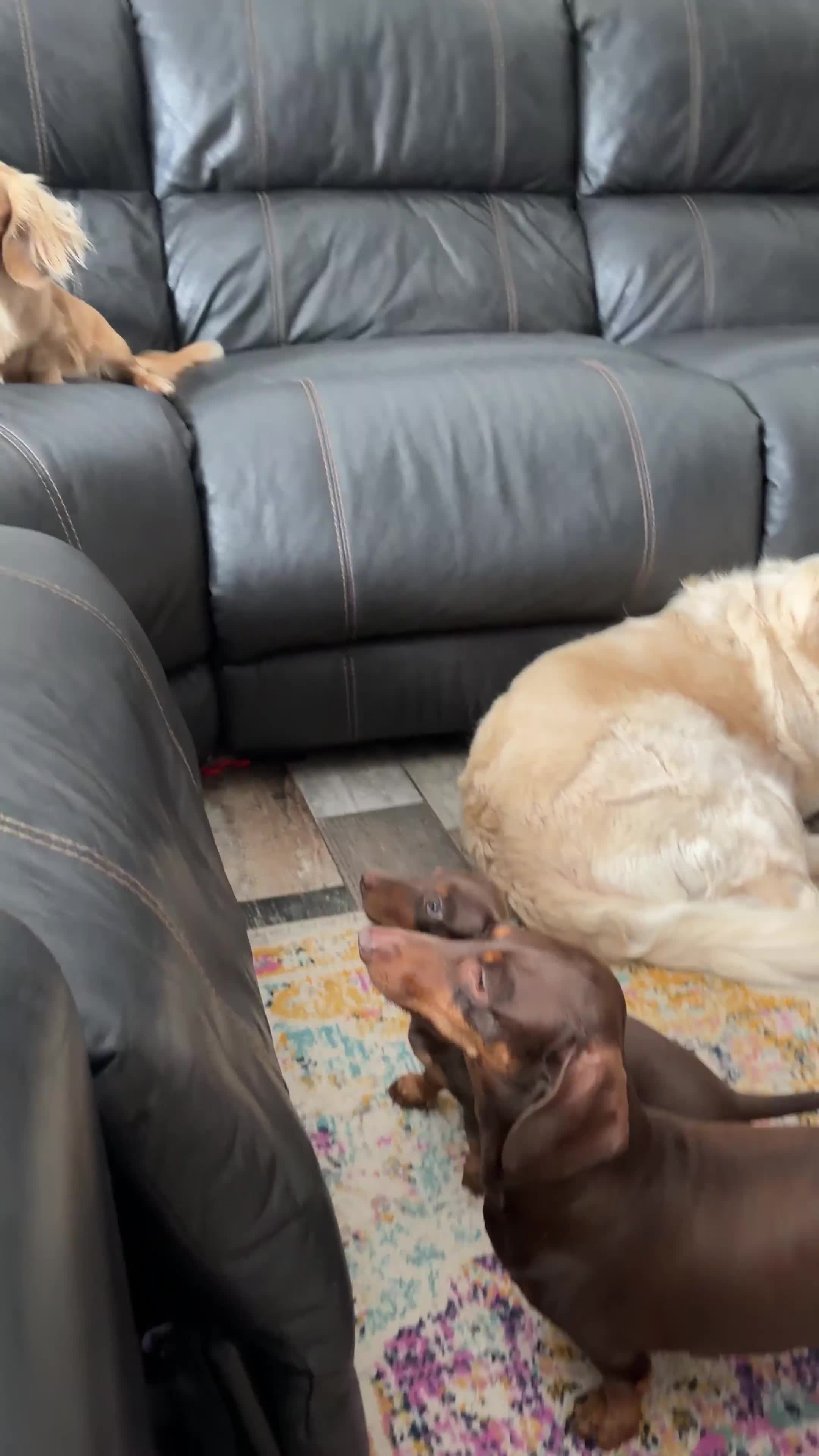 Miniature Dachshund dogs for sale: 🐾 Just One Beautiful Puppy Left! 🐾 - Video 2