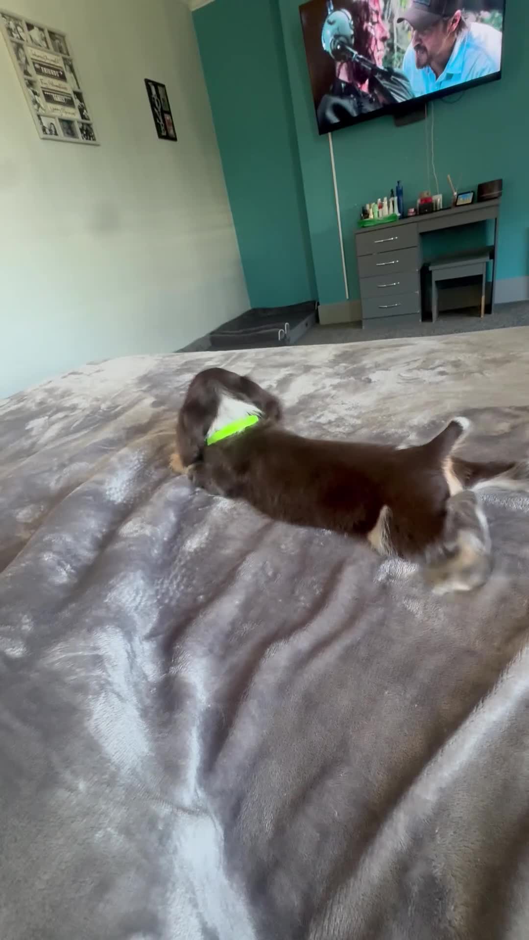 Cocker Spaniel dogs for sale: READY NOW- DNA TESTED choc roan & tan show cocker - Video 1
