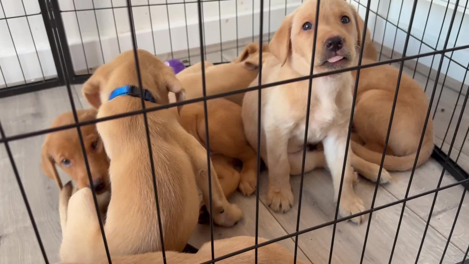 Labrador Retriever dogs for sale: Health Tested Champion Pedigree Pups - Video 1