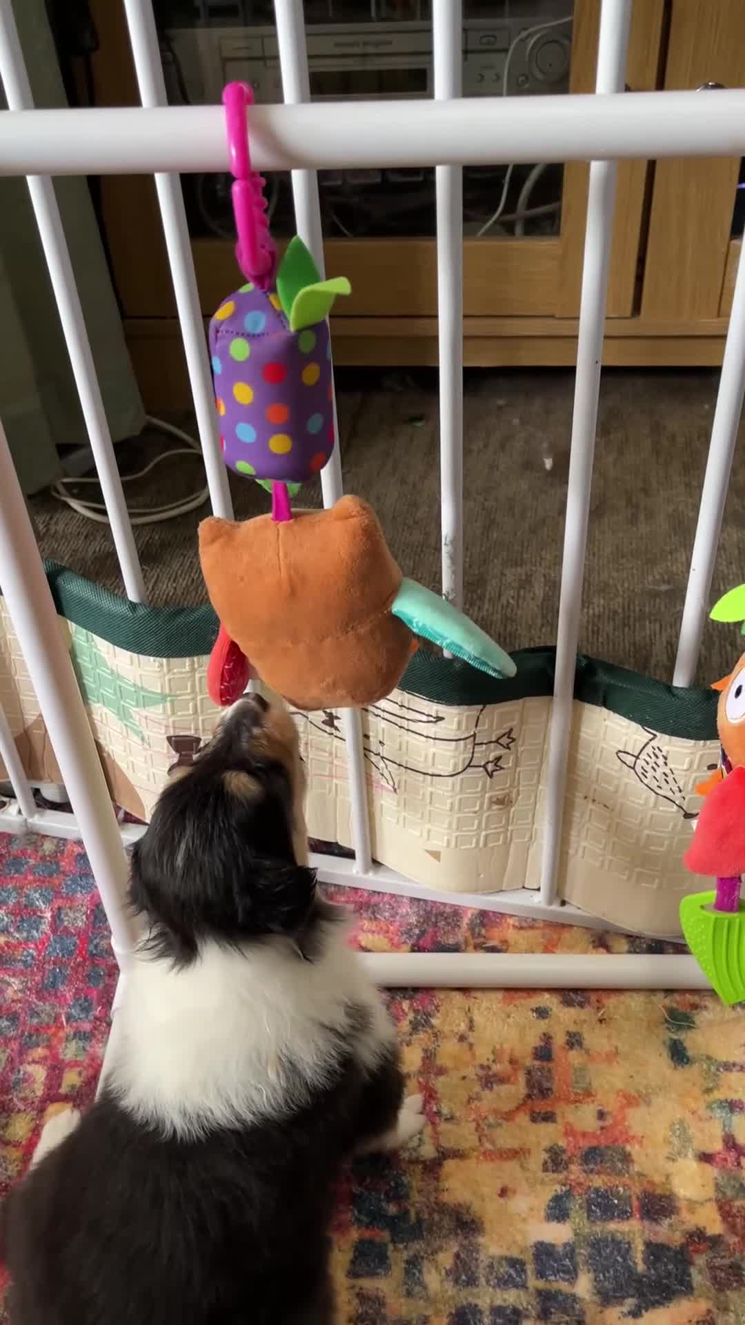 Rough Collie dogs for sale: HAPPY HEALTHY FREE DM-CEA-MDR1-PRA. NO INBREEDING. - Video 1