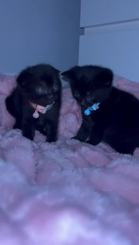 Scottish Fold cats for sale: 2 Black Scottish fold kittens  - Video 4