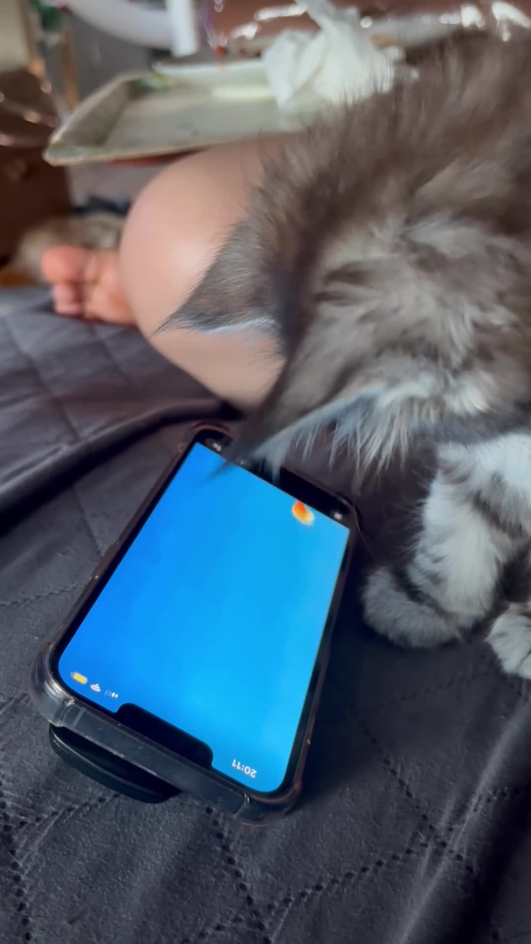 Maine Coon cats for sale: Maine Coon Kittens  - Video 2