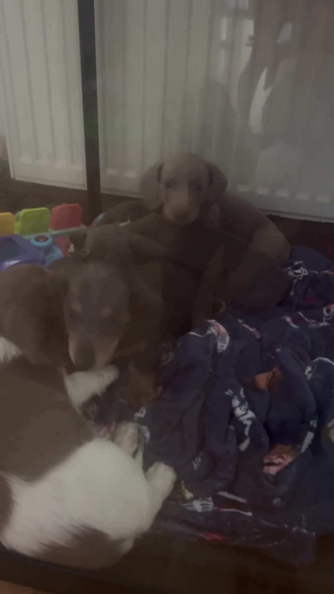 Dachshund dogs for sale: 3 kc Miniature daschunds Puppys  - Video 5