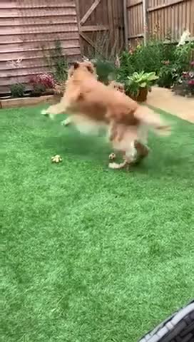 Mixed Breed dogs for adoption: 💙Dexter: 8,5 years  old Pomeranian cross💙 - Video 3