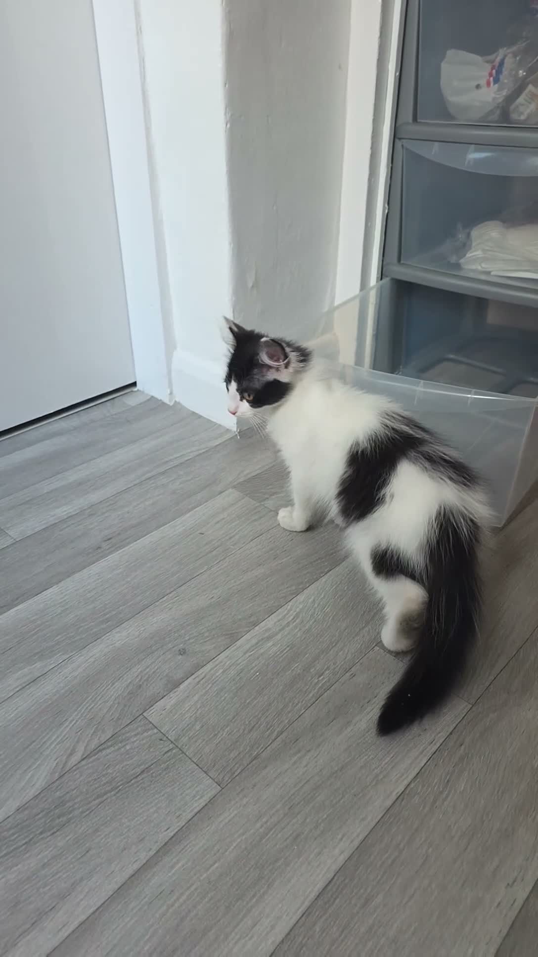 Mixed Breed cats for sale: Black and white female kitten in Leicester - Video 3