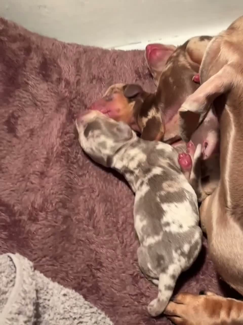 Dachshund dogs for sale: 2 Isabella dapple 2 caramel dapple  in Queenborough - Video 1