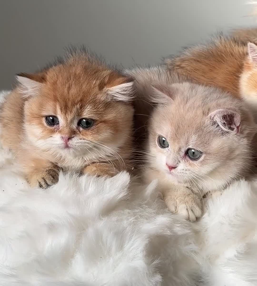 British Shorthair cats for sale: British Shorthair or Longhair golden kittens  - Video 3