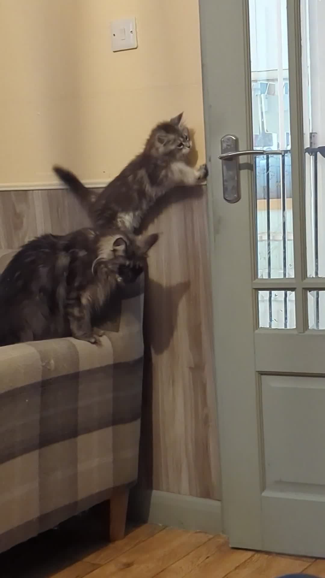 Maine Coon cats for sale: Stunning health tested girl from champion lines - Video 1