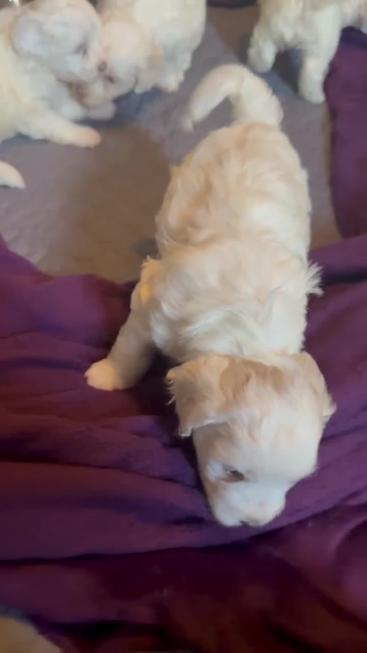 Mixed Breed dogs for sale: Maltipoo x Coton de Tulear Puppies – 1 Boy left - Video 2