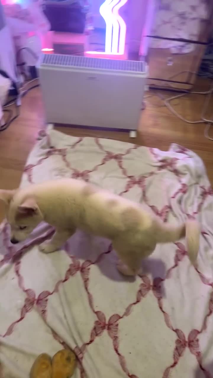 Siberian Husky dogs for sale: Siberian husky  - Video 4