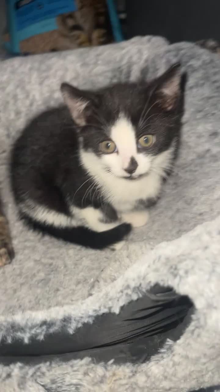 Mixed Breed cats for sale: Beautiful black and white kitten for sale £130 - Video 1