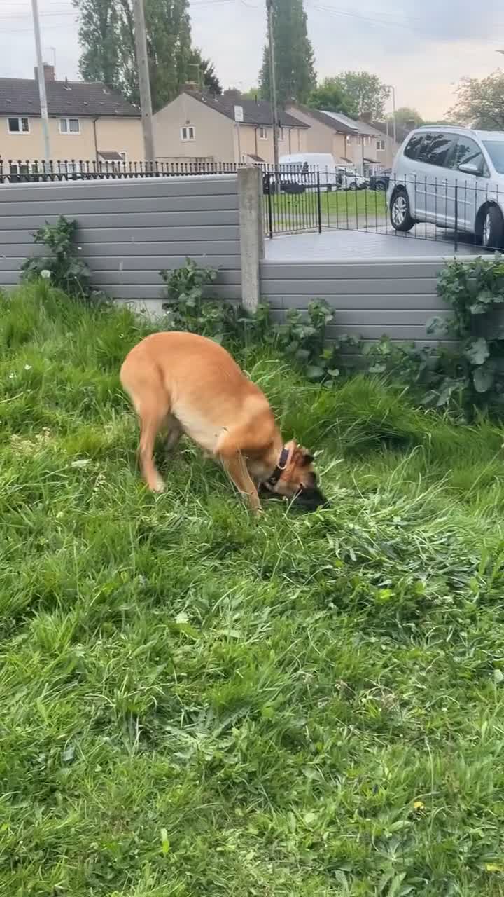 Belgian Shepherd Dog dogs for stud: STUD WANTED  - Video 1