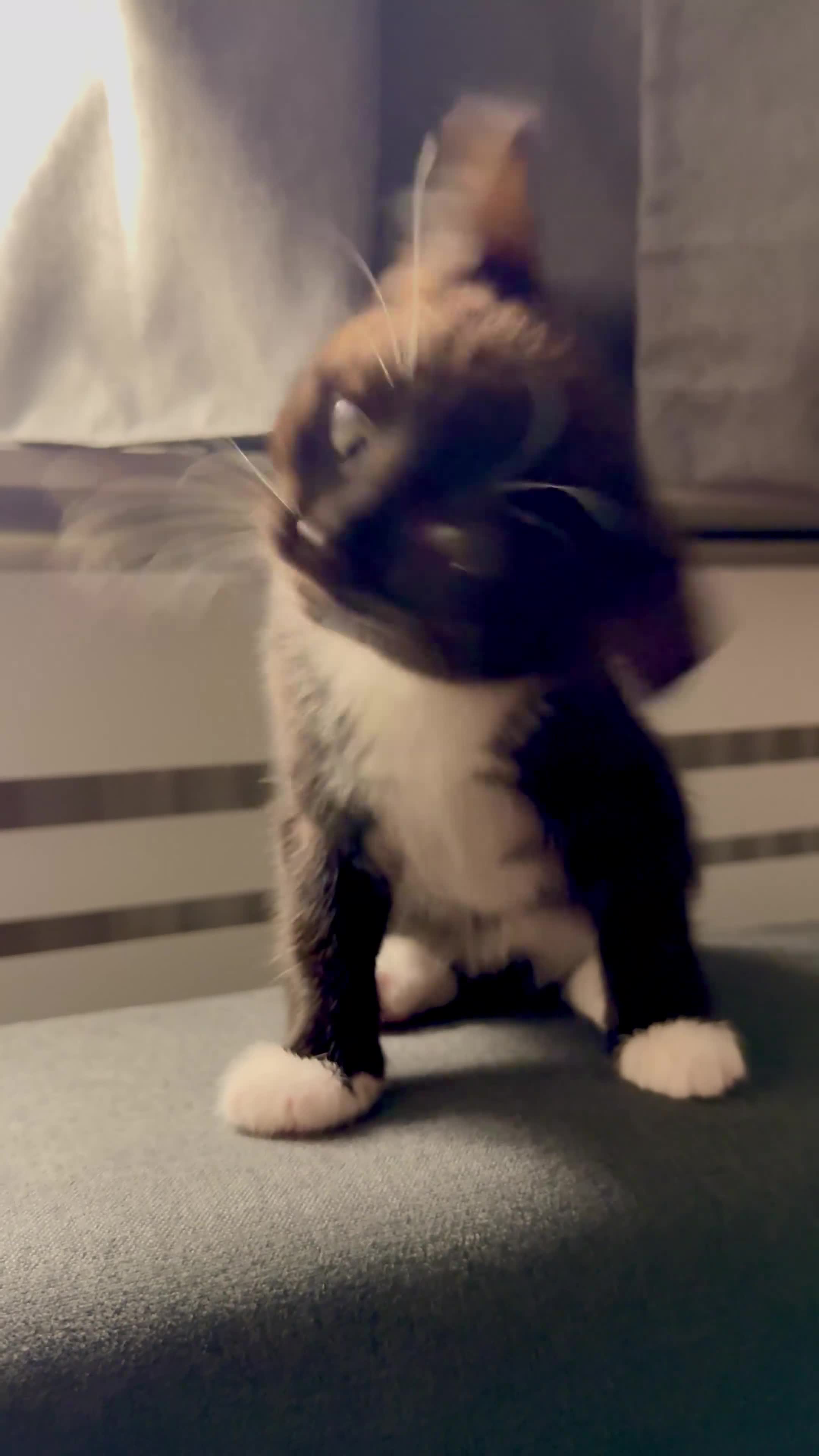 Mixed Breed cats for sale: Stunning Turkish Angora/ domesticShorthairKittens  - Video 3