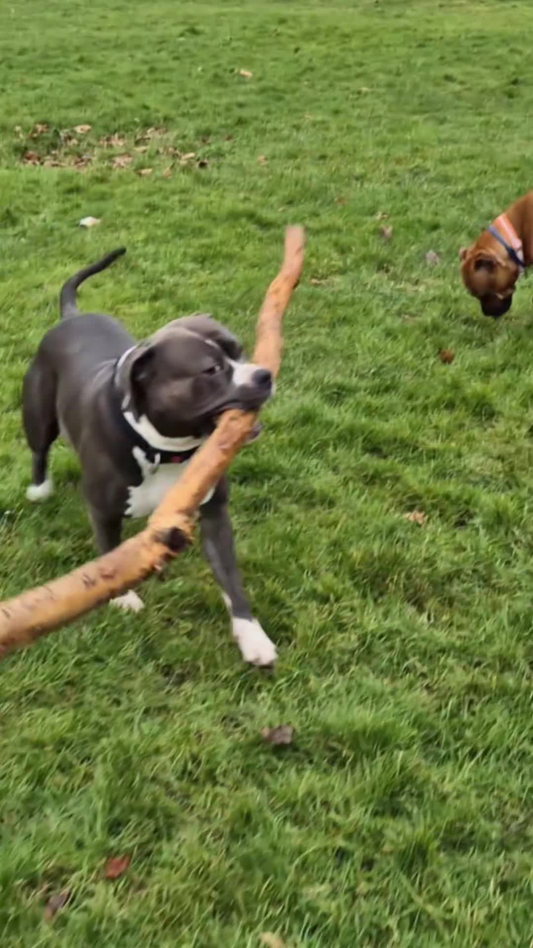 American Bull Staffy dogs for stud: AMSTAFF MALE AVAILABLE FOR STUD - Video 2