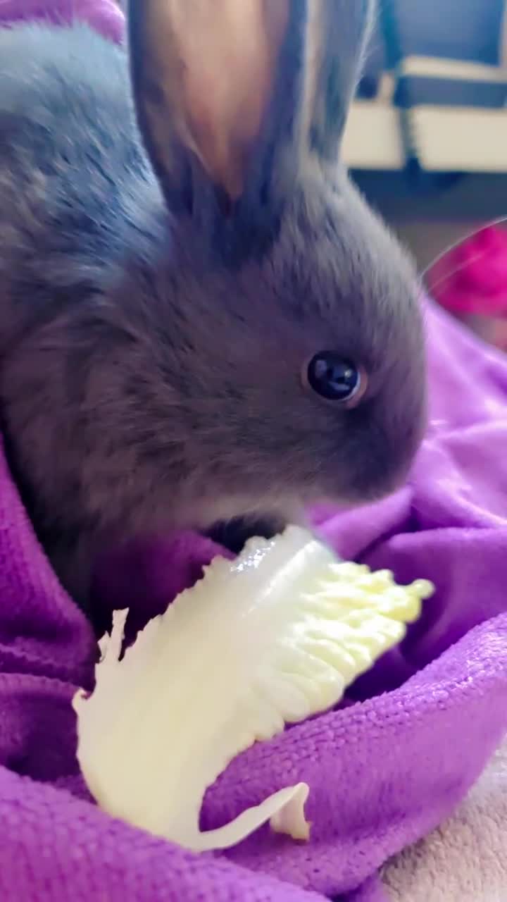 Alaska rabbits for sale: Alaskan rabbits - Video 1