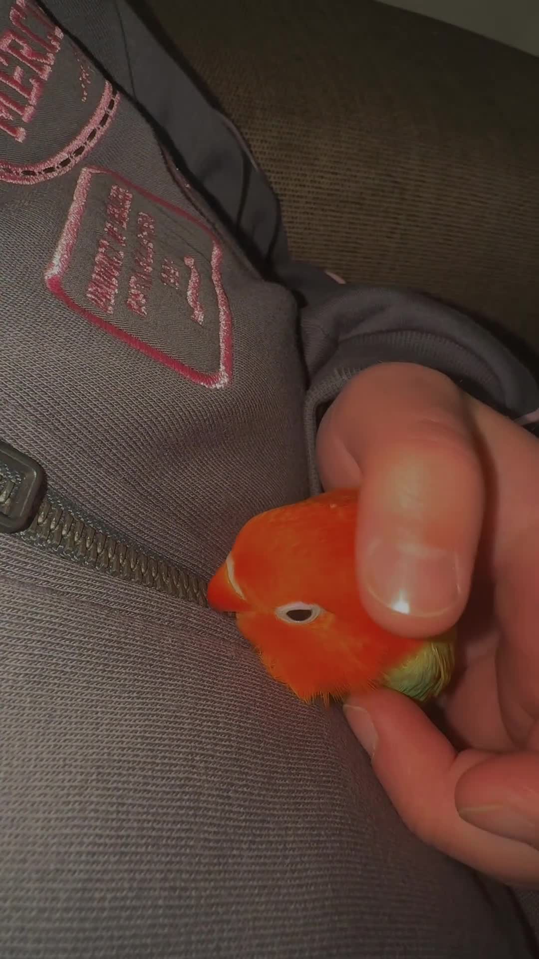 Lovebirds birds for sale: Stunning DNA SEXED MALE LOVEBIRDS  - Video 1