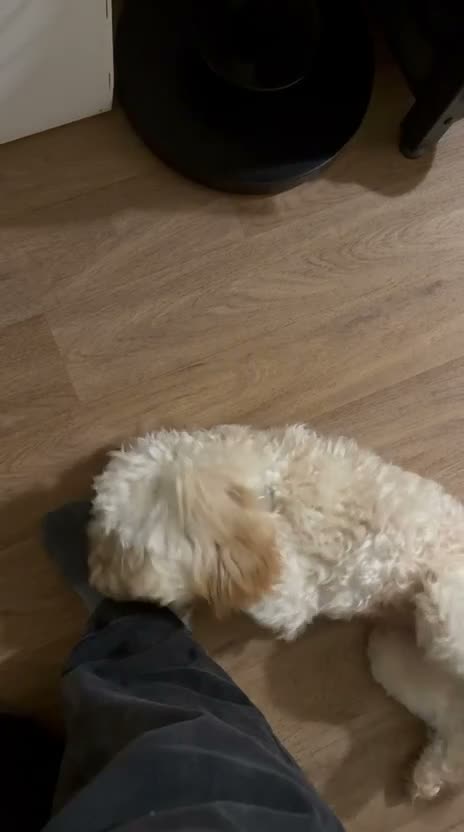 Mixed Breed dogs for sale: Harry in London - Video 1