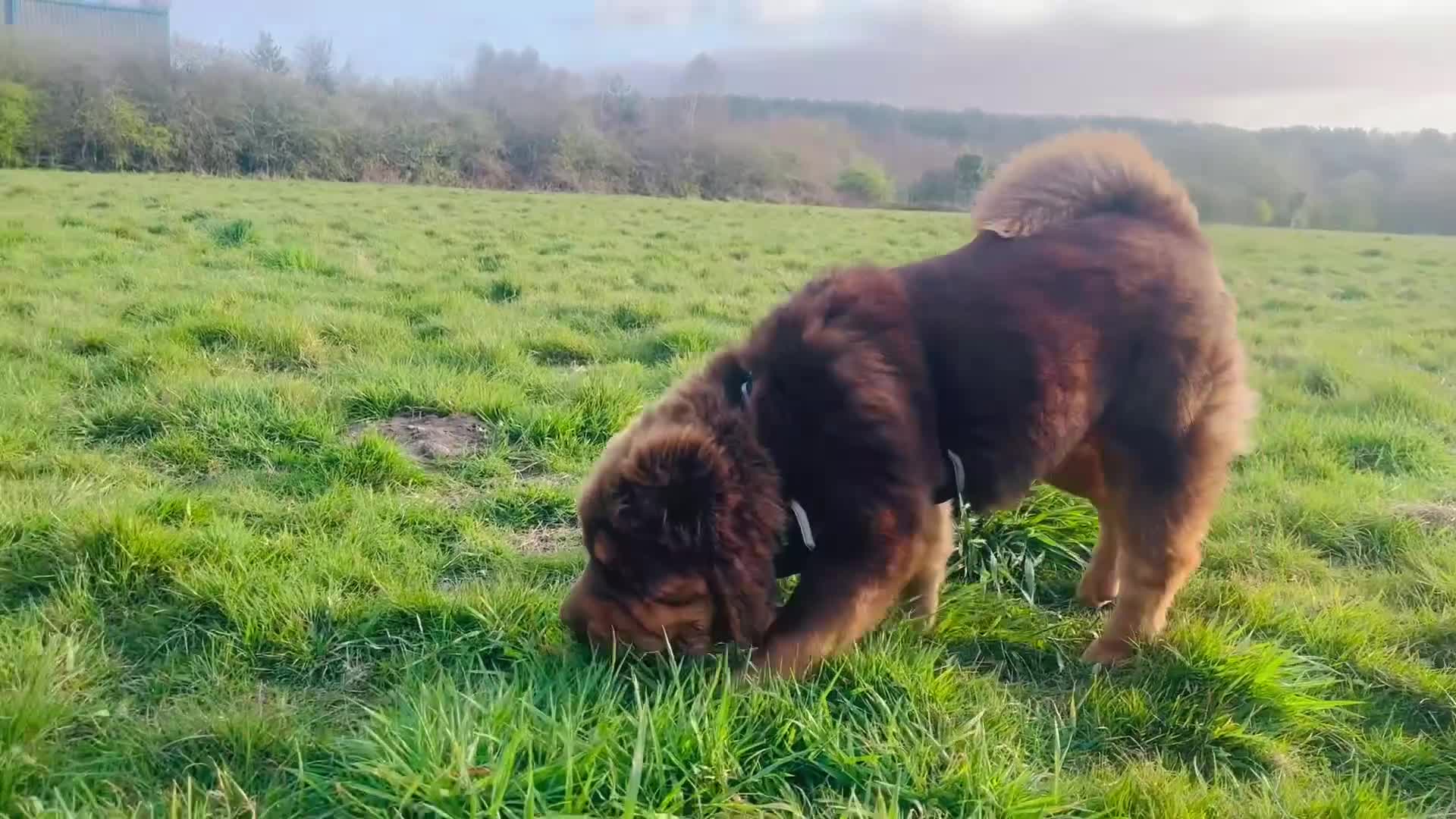Shar Pei dogs for stud: Choc and tan top quality Sharpei stud  - Video 1