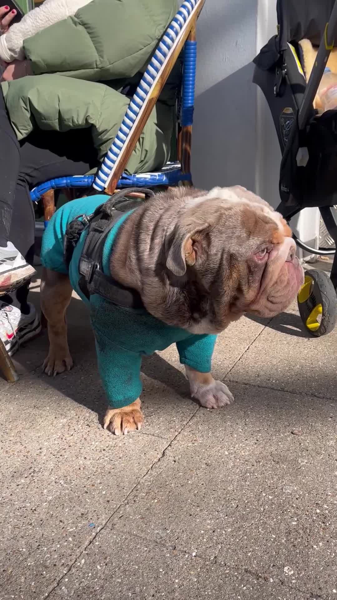 English Bulldog dogs for stud: Ronnie G the ULTIMATE STUD - Video 5