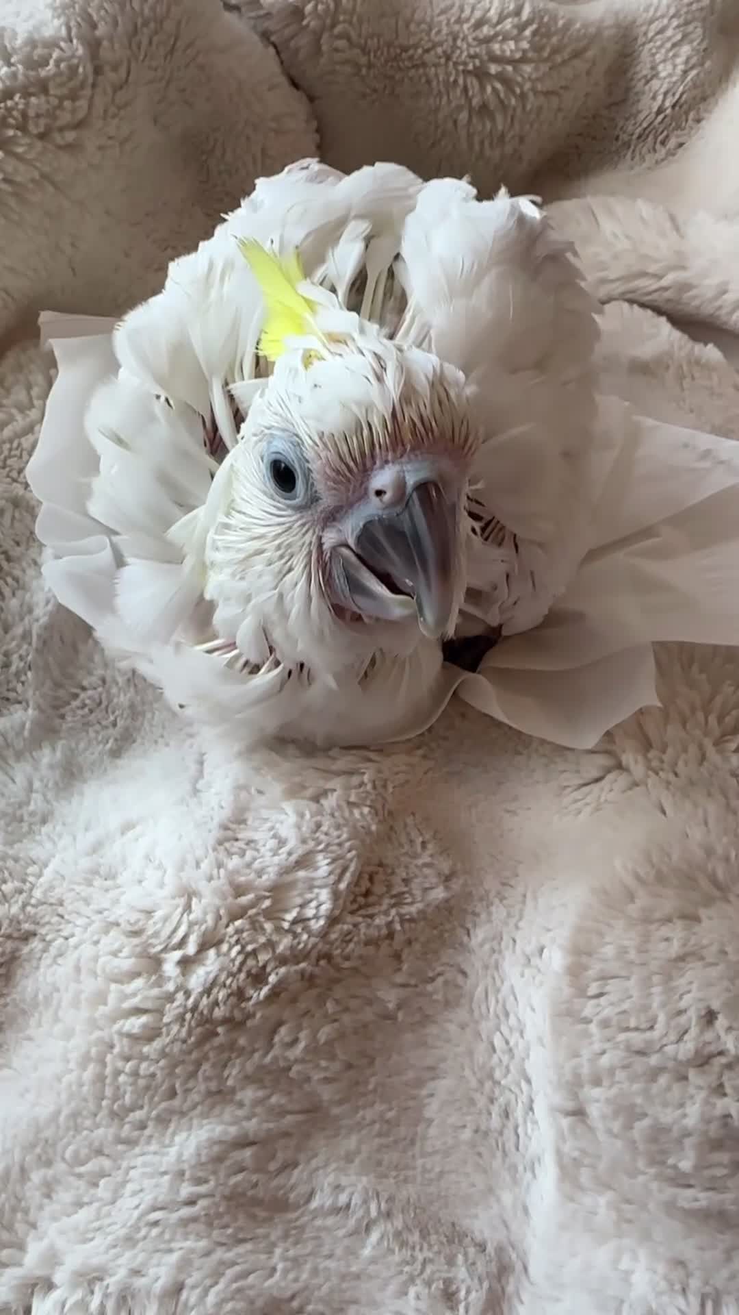 Cockatoo birds for sale: Triton  - Video 1